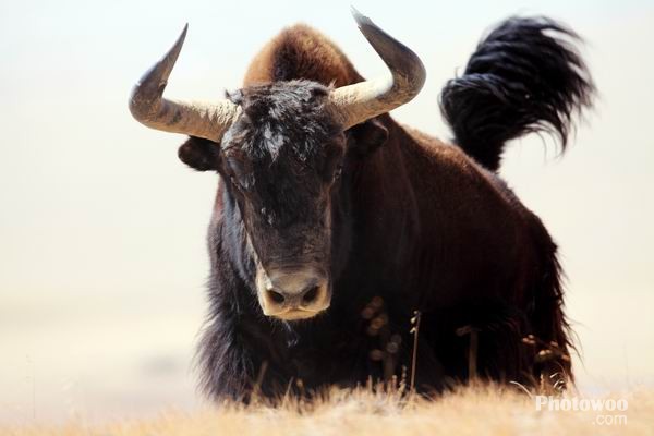 牦牛体形笨重,粗壮,但比印度野牛略小,肩部显著隆起,肩高160~180厘米